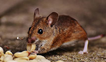 24 Hour & Emergency Exterminators in The Plains, OH